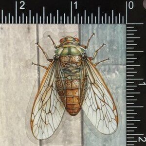 🌀10/$10🌀 Translucent Moth Dragonfly Beetle Reusable Waterproof Sticker Decal